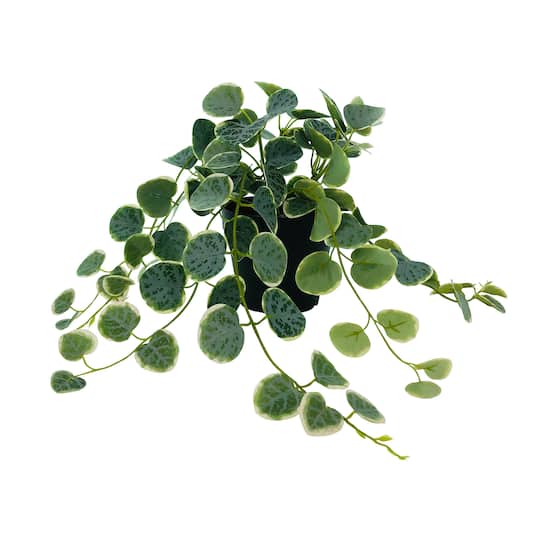 14" Potted Green & Yellow Peperomia Plant by Ashland®